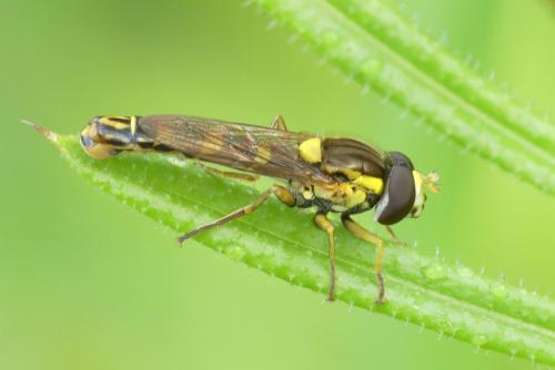 Réf. 203 516 : Sphaerophoria scripta